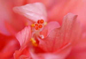 Double Peach Hibisicus